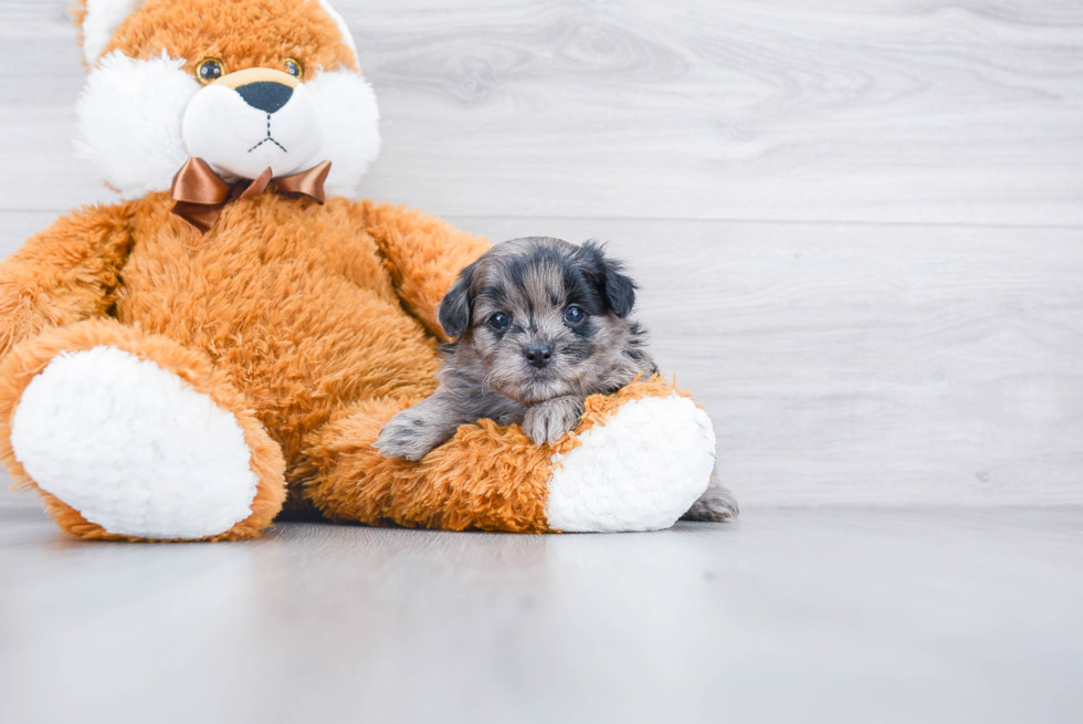 Energetic Pomapoo Poodle Mix Puppy