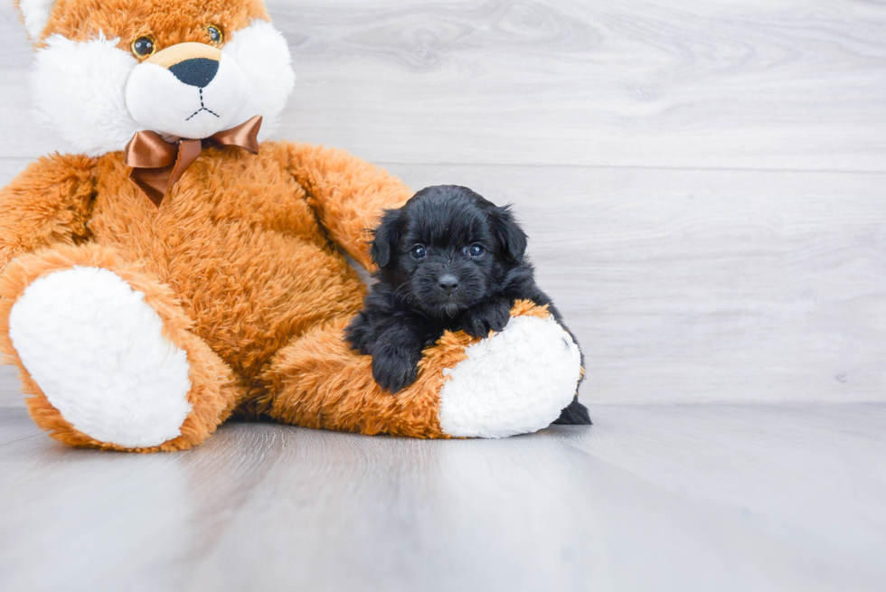 Fluffy Pomapoo Poodle Mix Pup