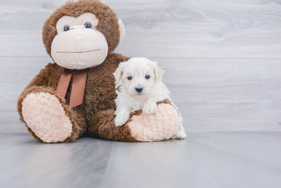 Adorable Pomapoo Poodle Mix Puppy