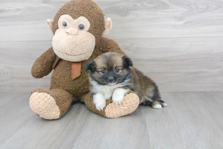 Cute Pomchi Mix Pup