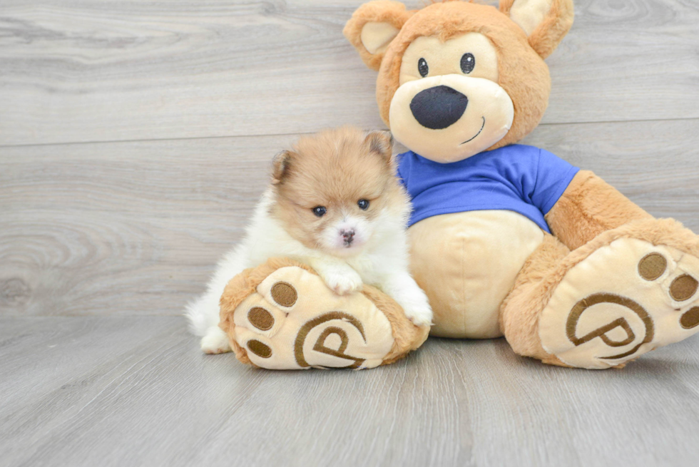 Pomeranian Puppy for Adoption