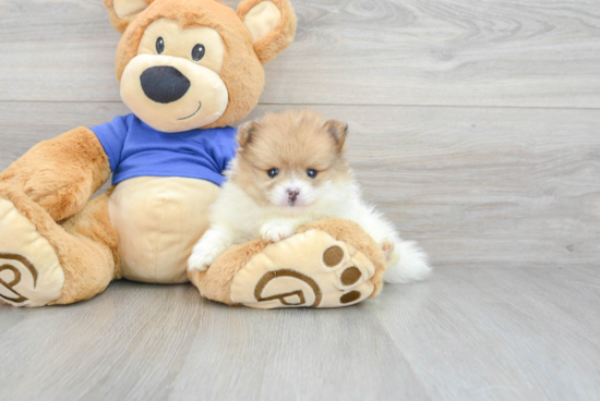 Adorable Pomeranian Purebred Puppy