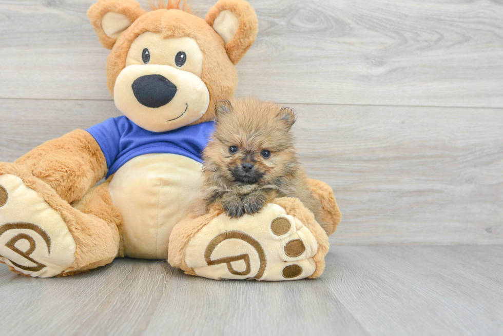 Playful Pomeranian Baby