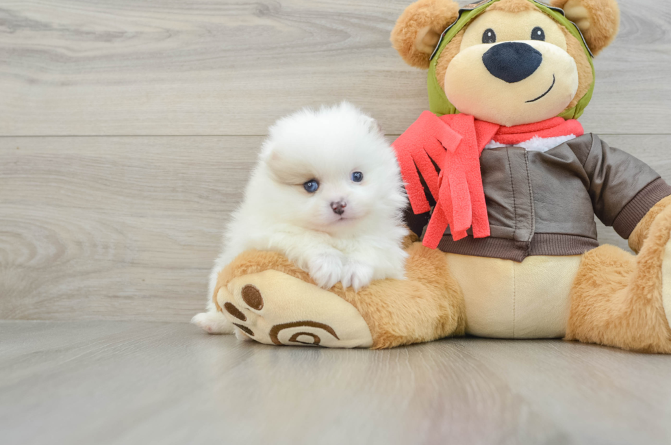 5 week old Pomeranian Puppy For Sale - Premier Pups