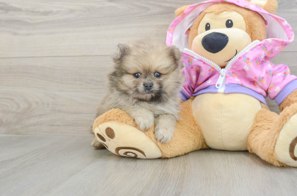 6 week old Pomeranian Puppy For Sale - Premier Pups