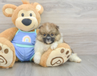 5 week old Pomeranian Puppy For Sale - Premier Pups