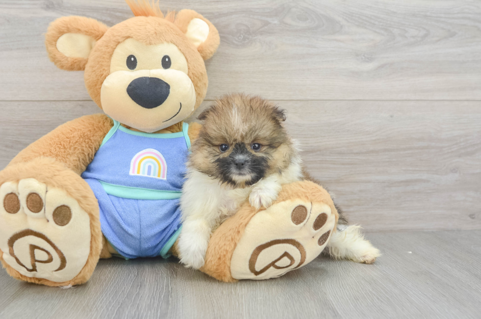 6 week old Pomeranian Puppy For Sale - Premier Pups
