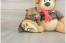 Best Pomeranian Baby