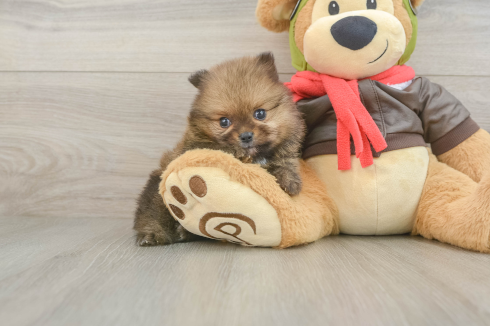 Best Pomeranian Baby