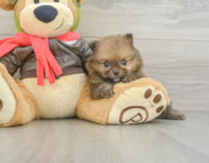 6 week old Pomeranian Puppy For Sale - Premier Pups
