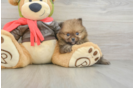 Pomeranian Pup Being Cute