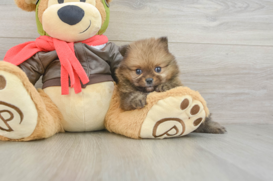 Pomeranian Pup Being Cute