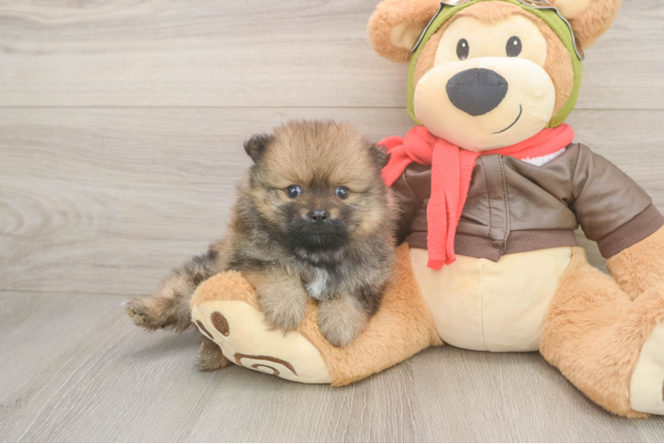 Pomeranian Pup Being Cute