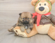 7 week old Pomeranian Puppy For Sale - Premier Pups