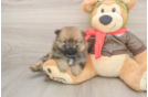 Pomeranian Pup Being Cute