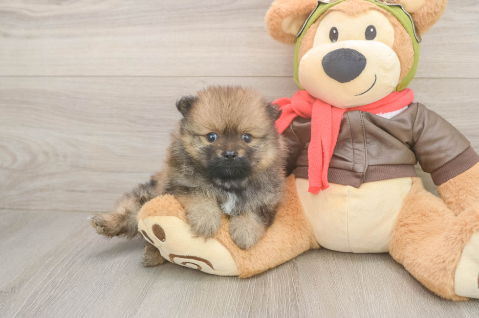 5 week old Pomeranian Puppy For Sale - Premier Pups