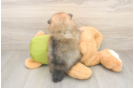 Best Pomeranian Baby
