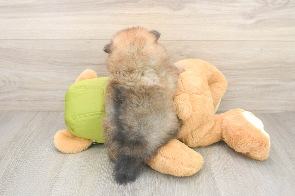 Best Pomeranian Baby