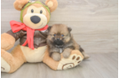 Best Pomeranian Baby