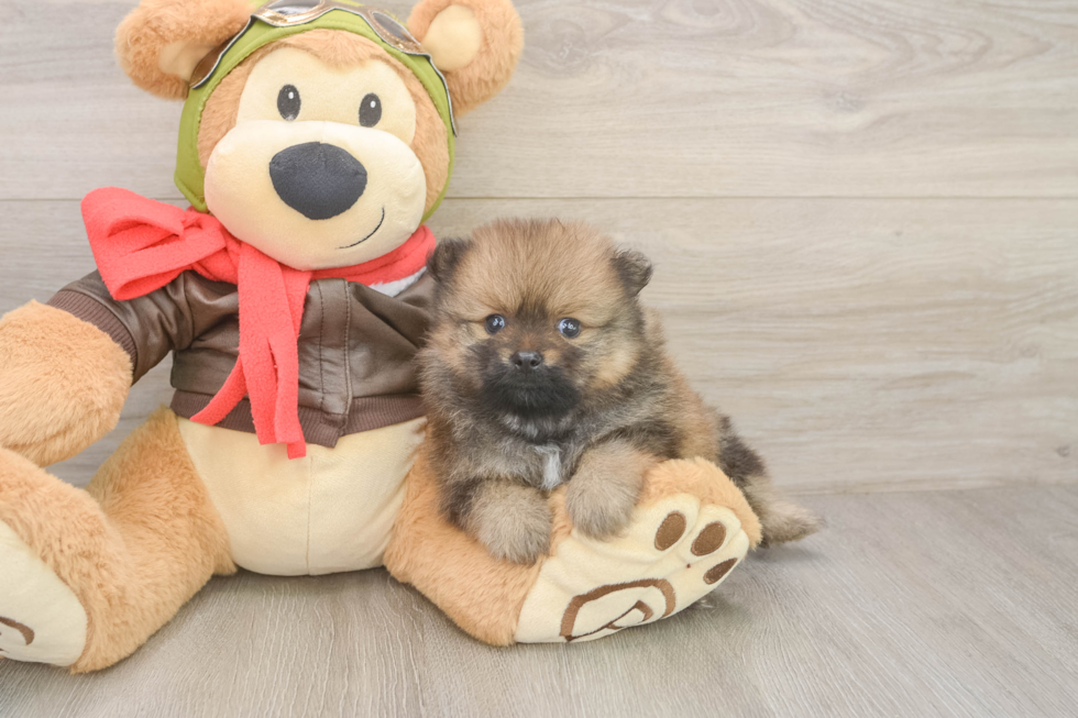 Best Pomeranian Baby