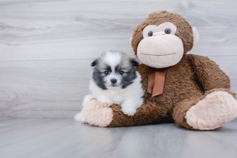 Sweet Pomeranian Purebred Puppy