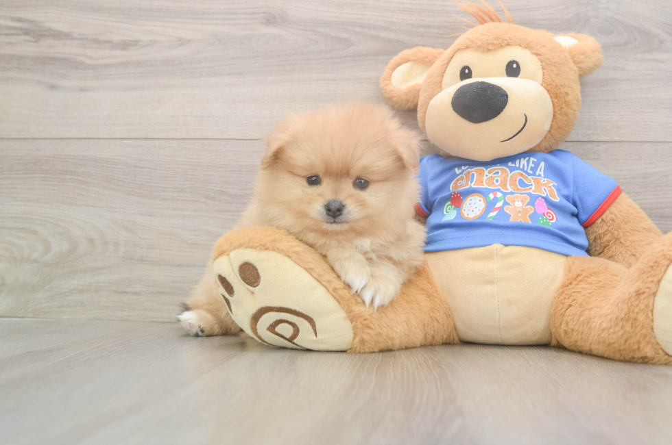 5 week old Pomeranian Puppy For Sale - Premier Pups