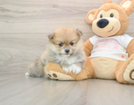 8 week old Pomeranian Puppy For Sale - Premier Pups
