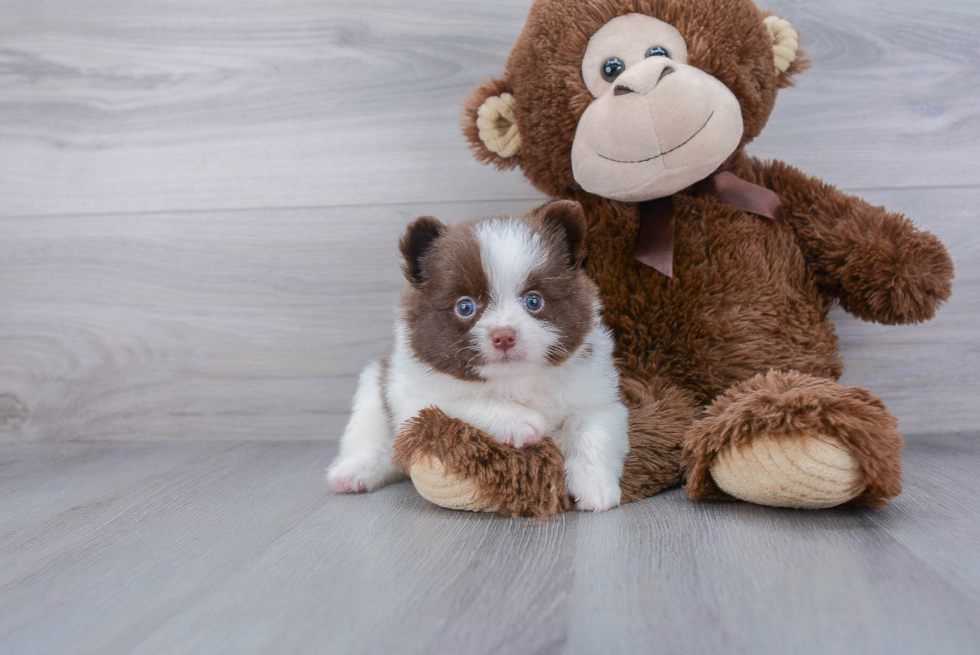 Hypoallergenic Pomeranian Purebred Pup