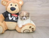 8 week old Pomeranian Puppy For Sale - Premier Pups