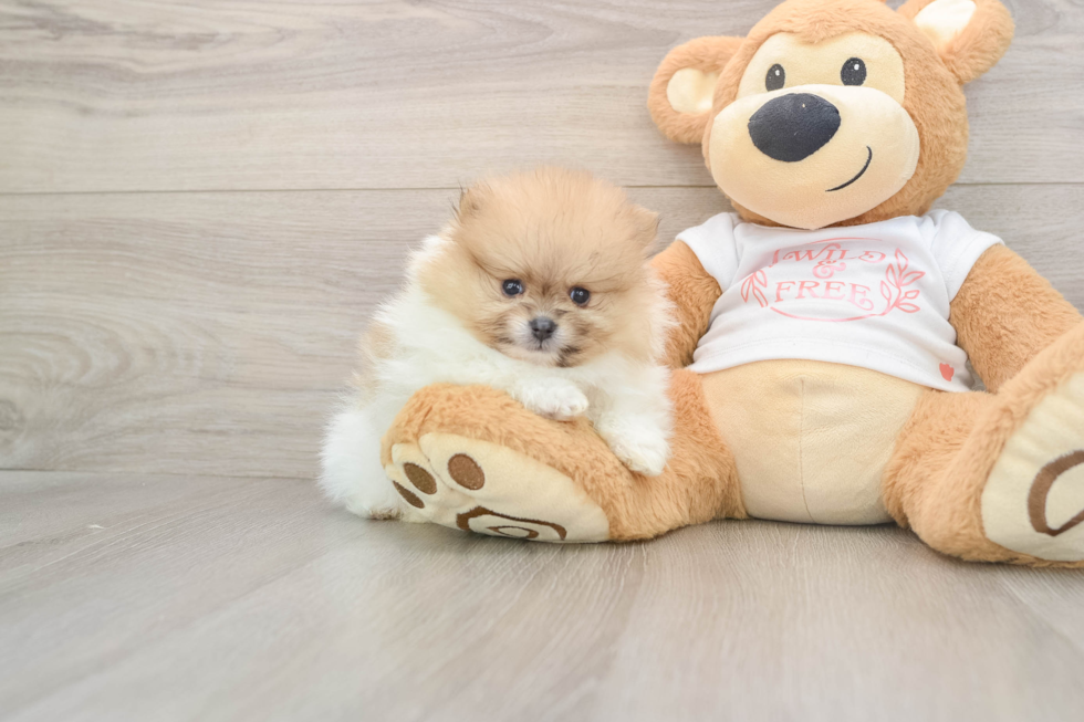 Hypoallergenic Pomeranian Purebred Pup