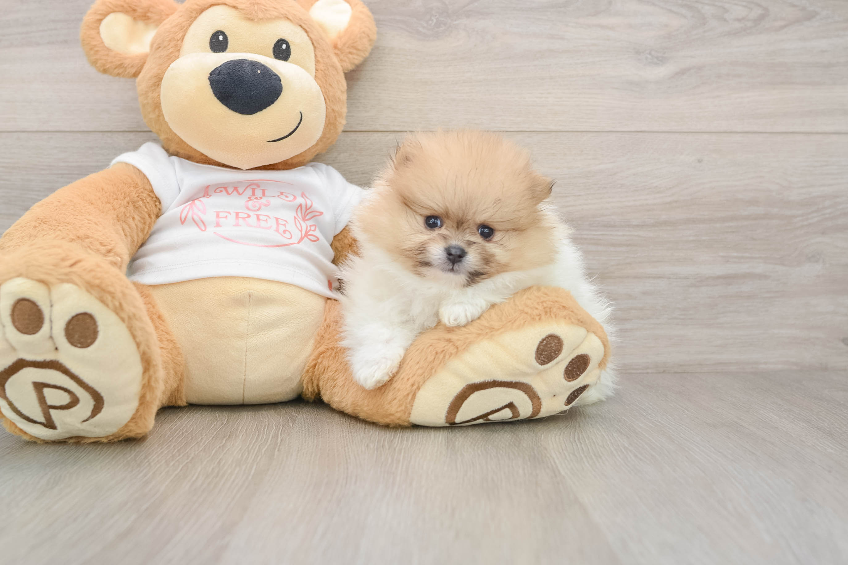 Pomeranian Puppy for Adoption