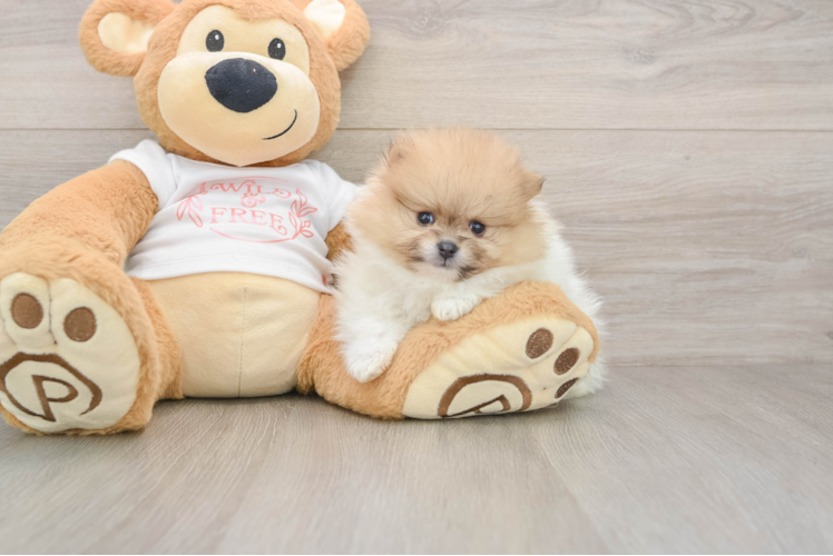 Pomeranian Puppy for Adoption
