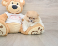 7 week old Pomeranian Puppy For Sale - Premier Pups