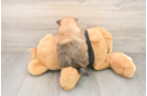 Hypoallergenic Pomeranian Purebred Pup