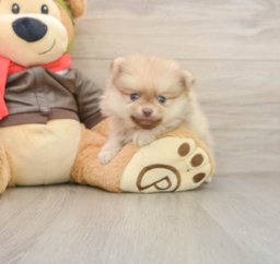 5 week old Pomeranian Puppy For Sale - Premier Pups