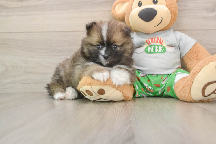 Pomeranian Pup Being Cute