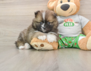 7 week old Pomeranian Puppy For Sale - Premier Pups