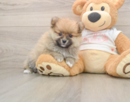 7 week old Pomeranian Puppy For Sale - Premier Pups