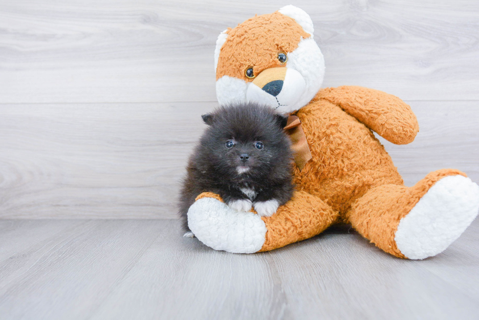 Popular Pomeranian Baby