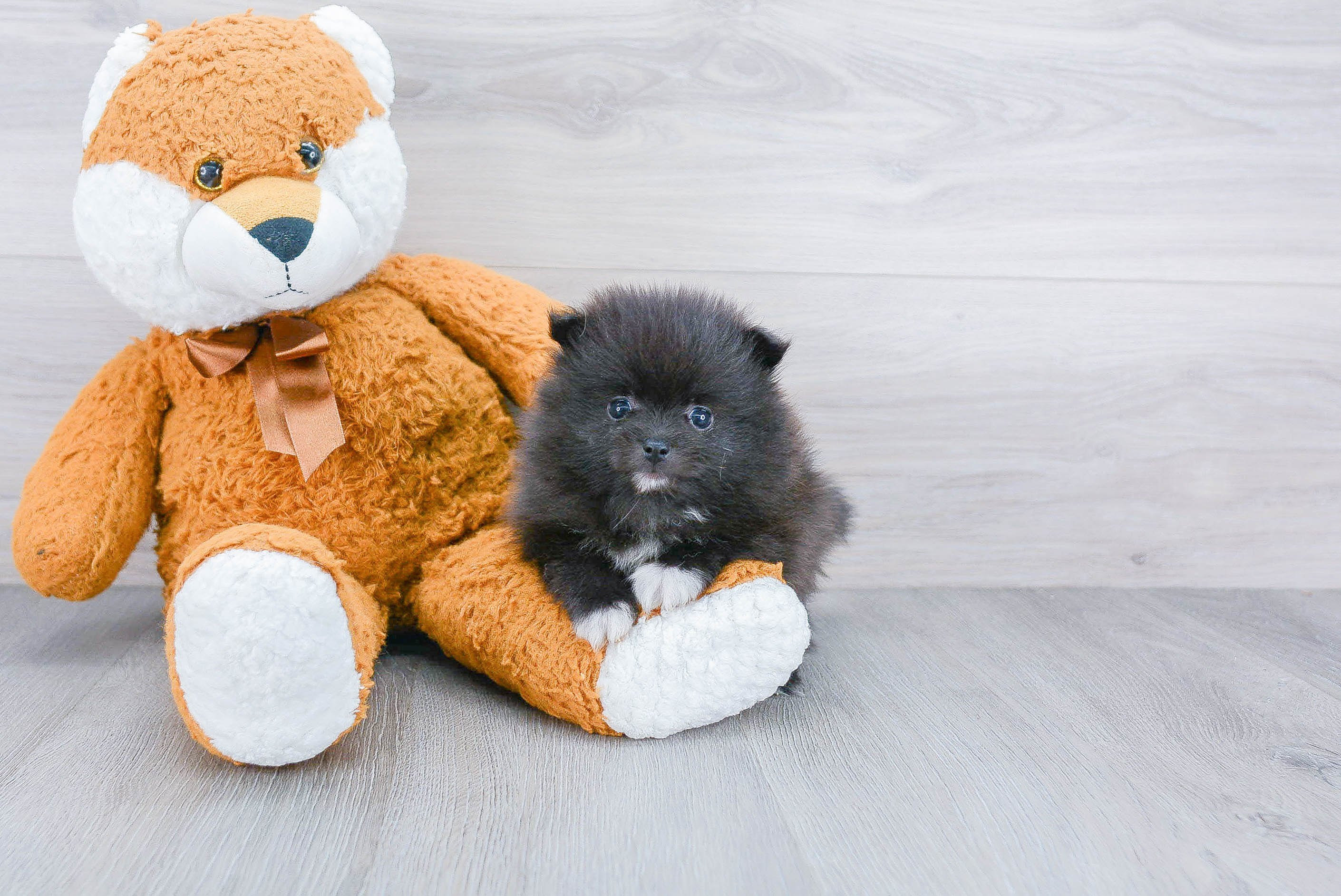 Sweet Pomeranian Purebred Puppy