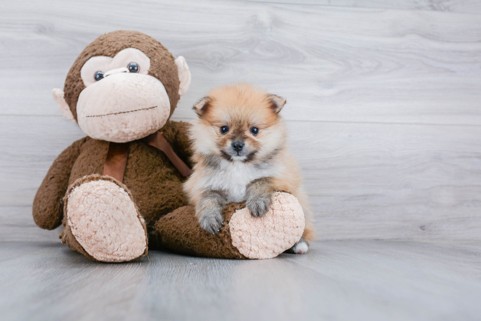 Playful Pomeranian Purebred Pup