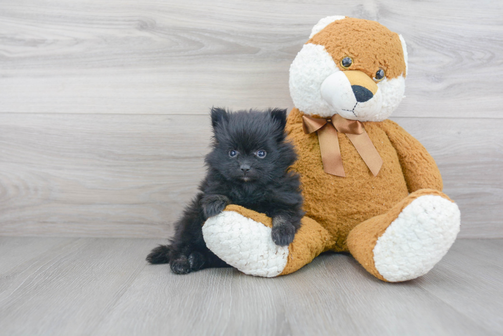 Adorable Pomeranian Purebred Puppy