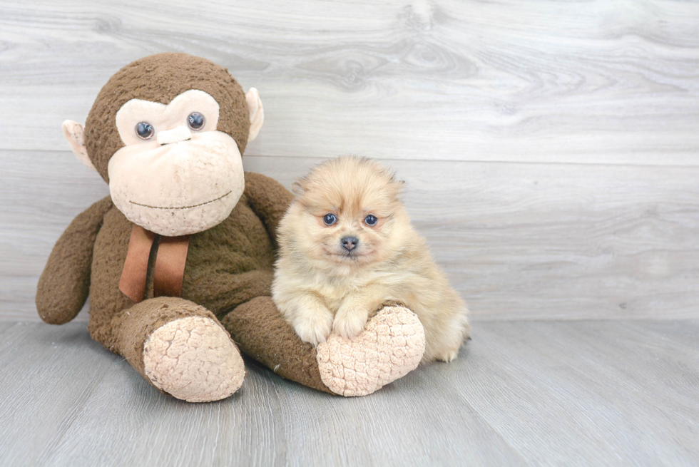 Funny Pomeranian Purebred Pup