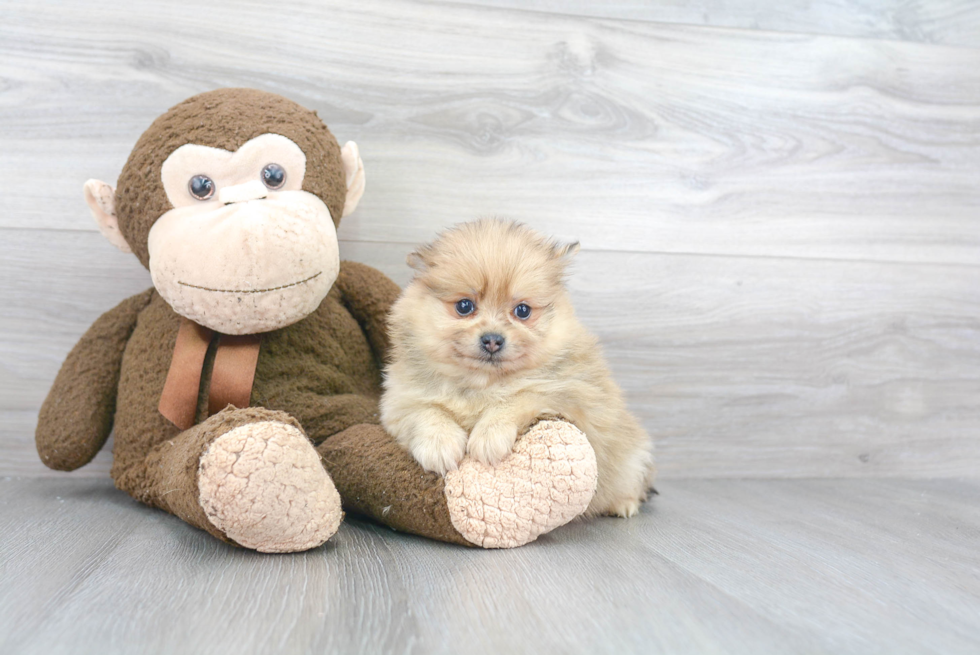 Best Pomeranian Baby