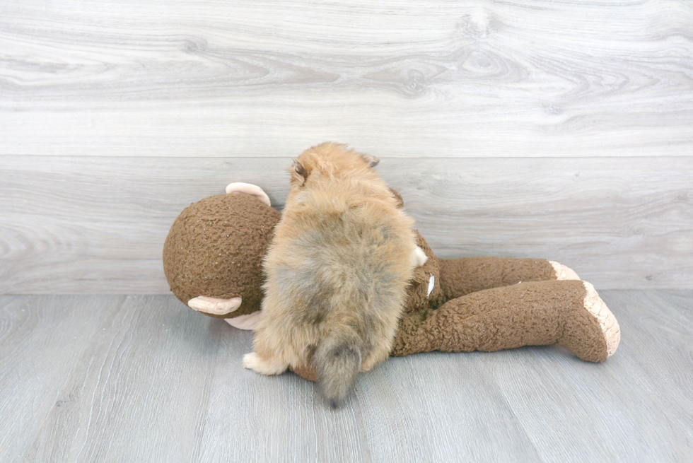 Popular Pomeranian Purebred Pup