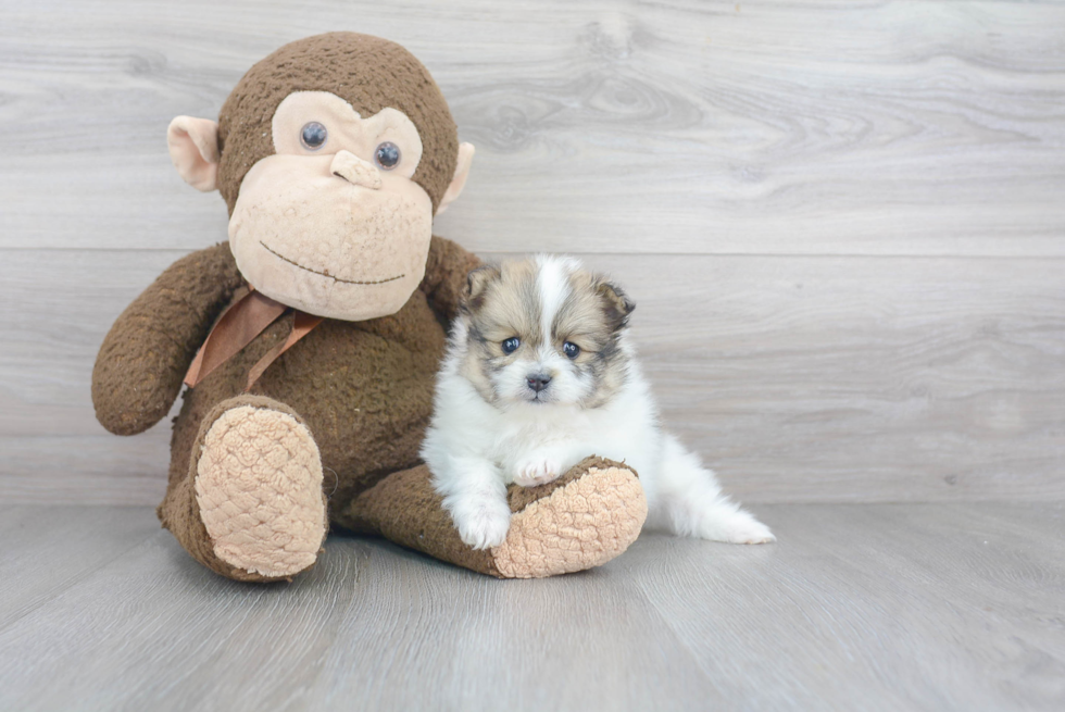 Playful Pomeranian Baby