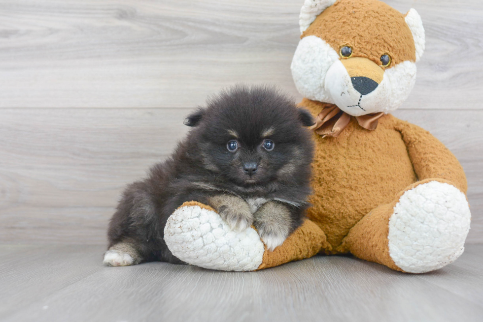 Pomeranian Puppy for Adoption