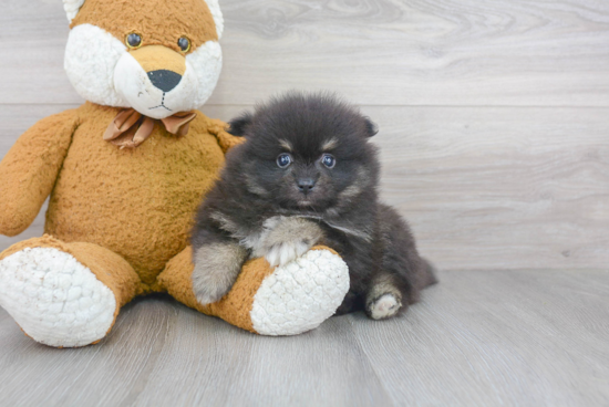 Funny Pomeranian Baby