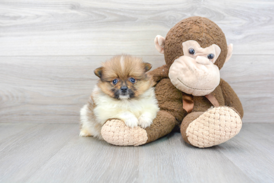 Hypoallergenic Pomeranian Baby