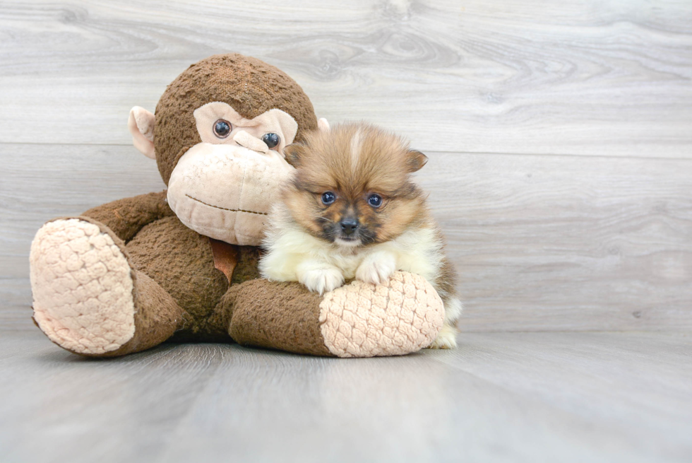 Smart Pomeranian Purebred Puppy